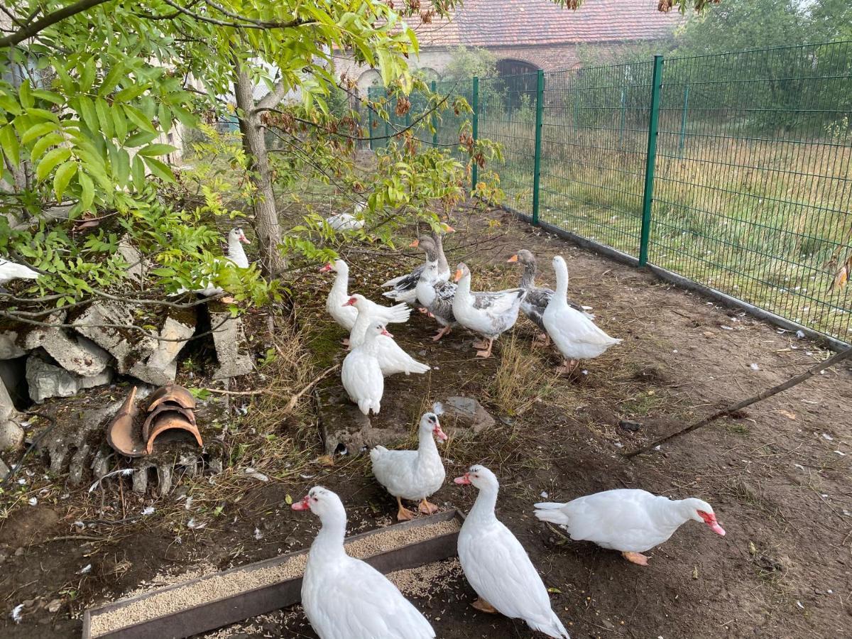 Ferienwohnung Auf Dem Bauernhof كوتبوس المظهر الخارجي الصورة
