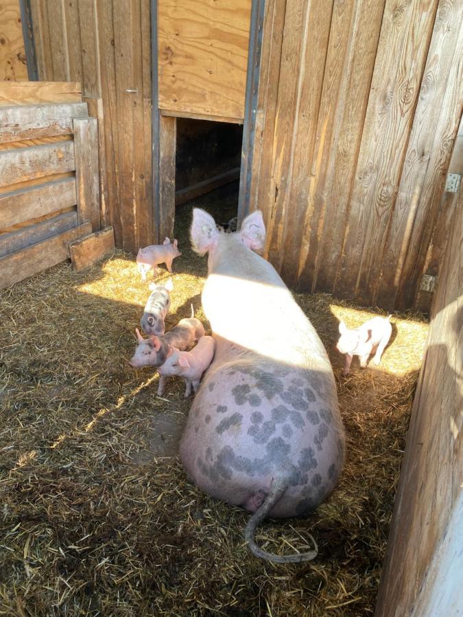 Ferienwohnung Auf Dem Bauernhof كوتبوس المظهر الخارجي الصورة